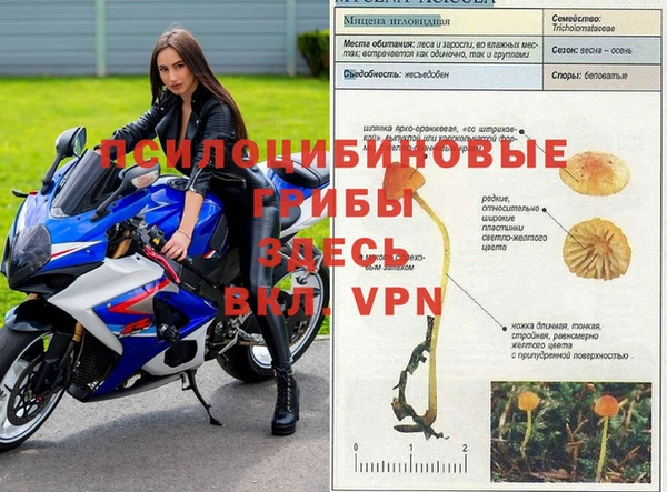 крисы Зеленокумск